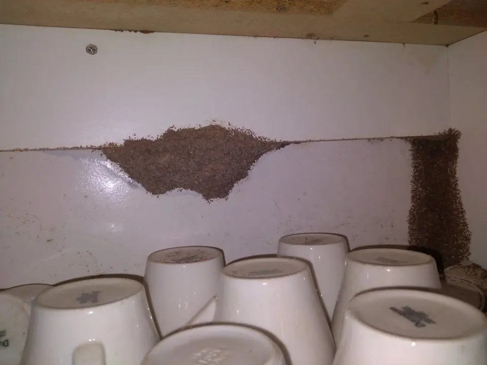 Termite evidence found during a local inspection