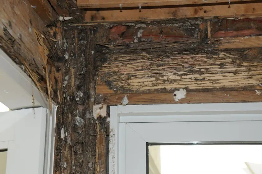Visible termite activity in timber